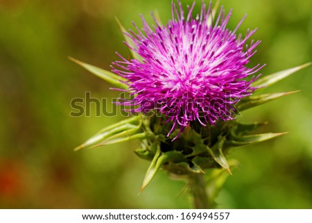 close-up about violet thistle flower on poppy field