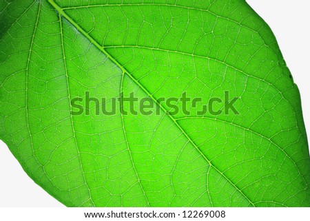 Green Leaf with Translucent Leaf Veins