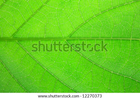 Green Leaf with Translucent Leaf Veins
