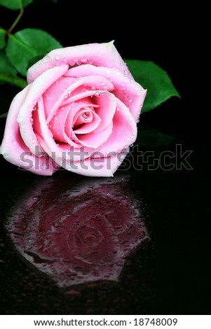 Single Rose with Water Drop on Black Background
