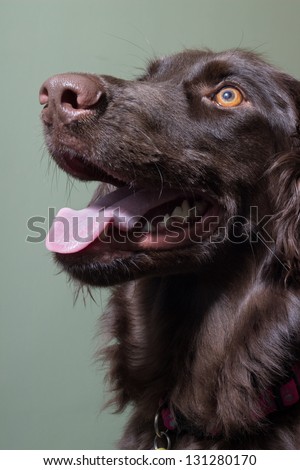 Brown dog, mouth open, panting, close-up of face, green background