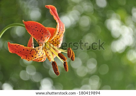 Wild Lily - Michigan Lily - Turks Cap - Tiger Lily with Green Foliage Background