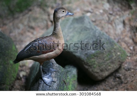 Beautiful red duck, Lesser Whistling-Duck (Dendrocygn a javanica) focus on face
