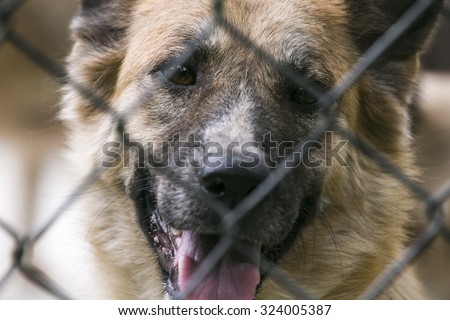 dog behind the fence
