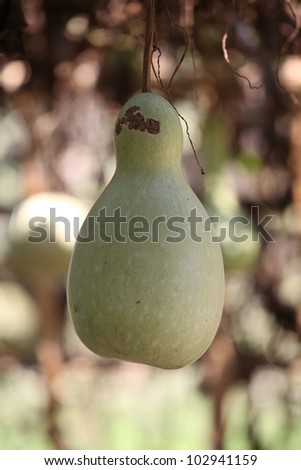 white bottle gourd in field