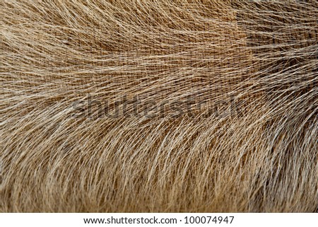 Macro on the skin and hair of a pig
