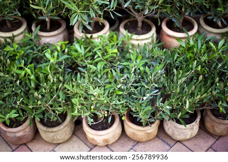 Young olive trees in pots on a terrace in provence