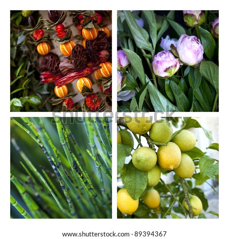 Flowers and plants in a flower shop