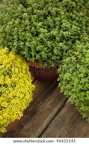 Potted plants on a wooden terrace