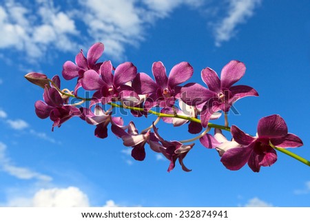 Purple orchid with water drops on a sky background with clouds