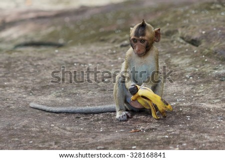 Portrait of cute baby monkey eating banana, horizontal view