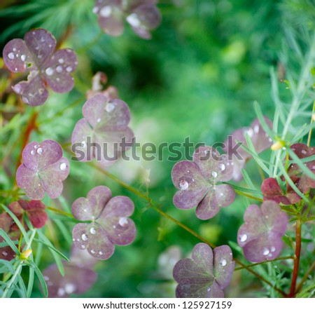 Spring blurry background with leaves and water drops | Deep green square background with leaves and water drops