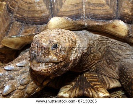 Head of 35 years old giant turtle