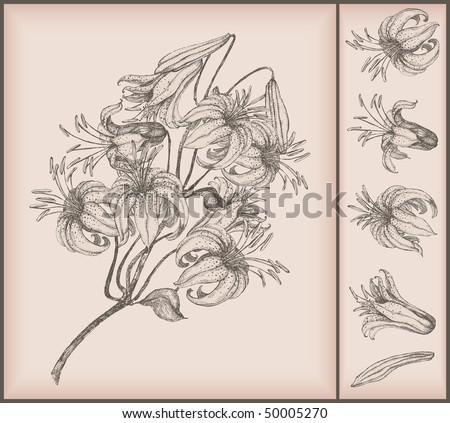 stock vector Tiger lily drawing