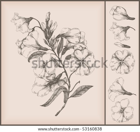 stock vector vintage flower drawing