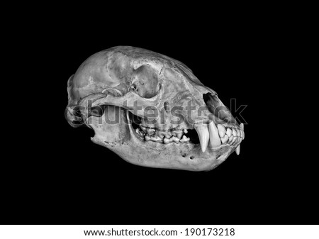 North American Black Bear Skull in black and white