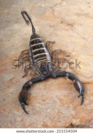 Yellow Banded Flat Rock Scorpion (Hadogenes sp.).