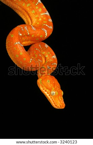 Snake, Emerald Tree Boa Stock Photo 3240123 : Shutterst
