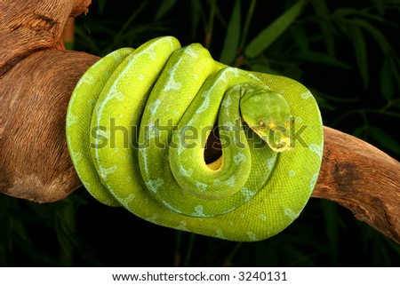 Snake, Green Tree Python Stock Photo 3240131 : Shutters