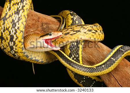 Snake, Taiwan Beauty Snake Stock Photo 3240133 : Shutte