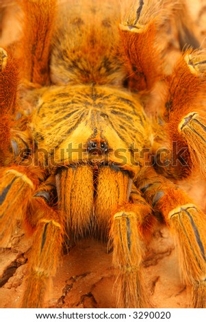 Usambara Orange Baboon Tarantula Stock Photo 3290020 : Shutterstock