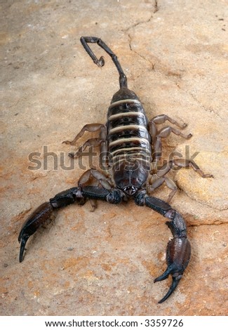 Yellow Banded Flat Rock Scorpion