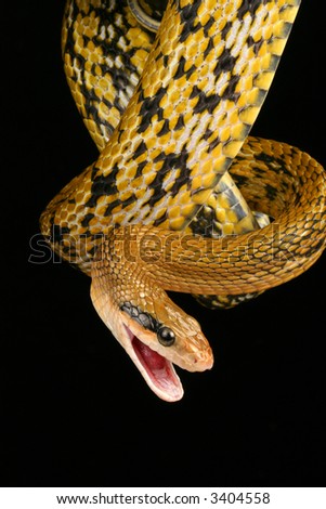 Taiwan Beauty Snake (Elaphe Taeniura) Stock Photo 34045