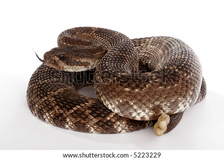 stock photo : Southern Pacific Rattlesnake (Crotalus vi