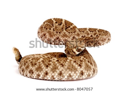 Diamondback Clip Art