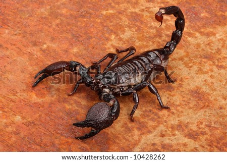 african scorpion