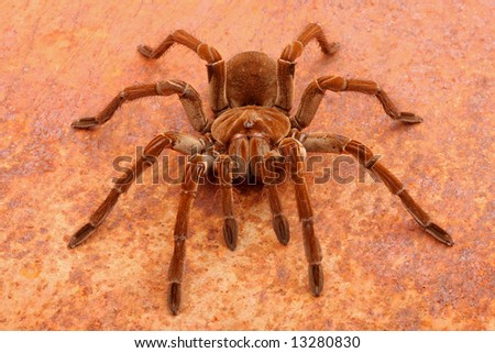 Goliath Birdeater Tarantula (Theraphosa blondi). This is the largest tarantula. It can reach 12 inches in length. An aggressive tarantula that does not like to be handled.
