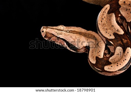 Red Tail Boa (Boa constrictor constrictor) hanging from a tree branch.