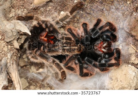 stock photo : Chilean Rose