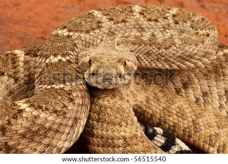 baby eastern diamondback rattlesnake pictures