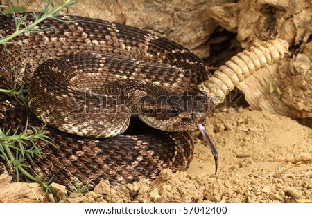 Southern Pacific Rattlesnake (Crotalus Viridis Helleri)