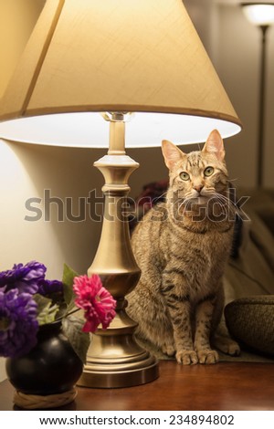 A beautiful cat sits on an end table and directly beneath a table lamp in a living room setting