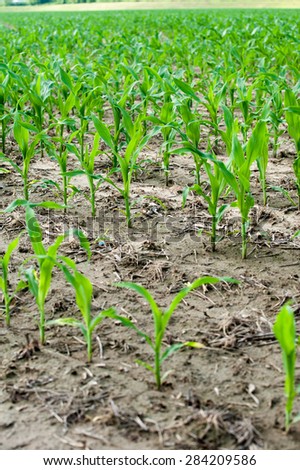 Close up shot of young corn plants beginning to sprout in a muddy field