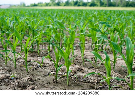 Close up shot of young corn plants beginning to sprout in a muddy field