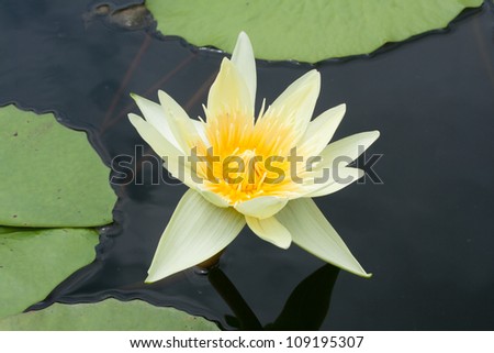 Beautiful yellow lotus is swamp. lotus is the good flower for blessing from buddha.