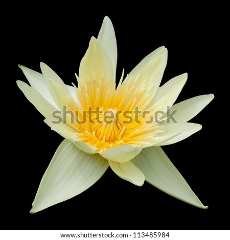 Beautyful yellow lotus is swamp. lotus is the good flower for blessing from buddha.