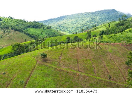 Green hill with tree in cloudy day in the northern of Thailand. And on hill plant mountain rice.