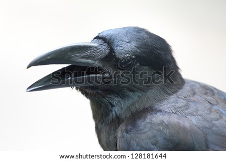 Close up crow like have some question