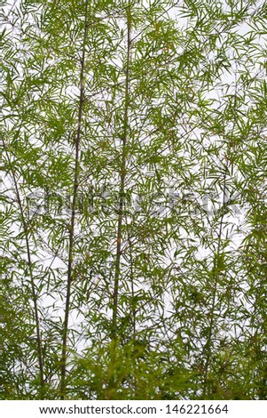 Bamboo leaf on bamboo tree background on white