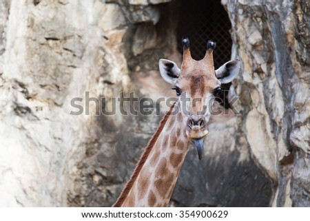 Close up giraffe face in zoo tongue as funny with rock background