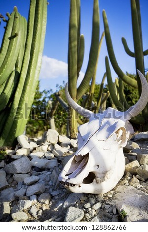 Cattle skull on the rocks, surrounded by cacti -  Western concept