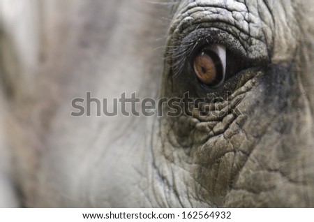 A close-up photographic image of the eye of an asian elephant