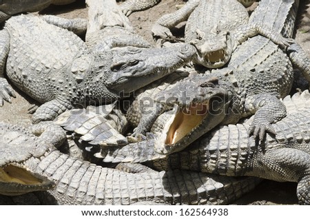 A horizontal photographic image of a group of crocodiles relaxing in the sun