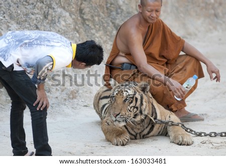 Kanchanaburi, Thailand - circa November 2012: A monk sites on the back of an adult tiger while an employee interacts with the animal at the Tiger Temple in Kanchanaburi, Thailand circa November 2012.