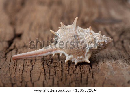 sea shell on old wooden board