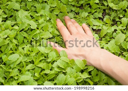 human hand and green plant